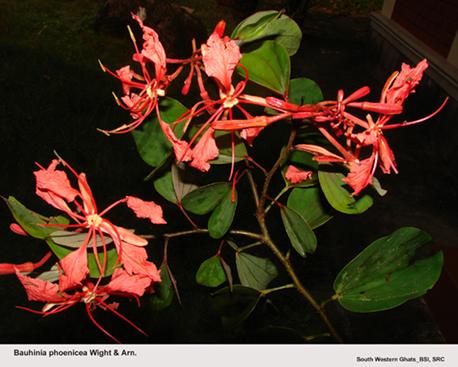 Bauhinia phoenicea Wight & Arn